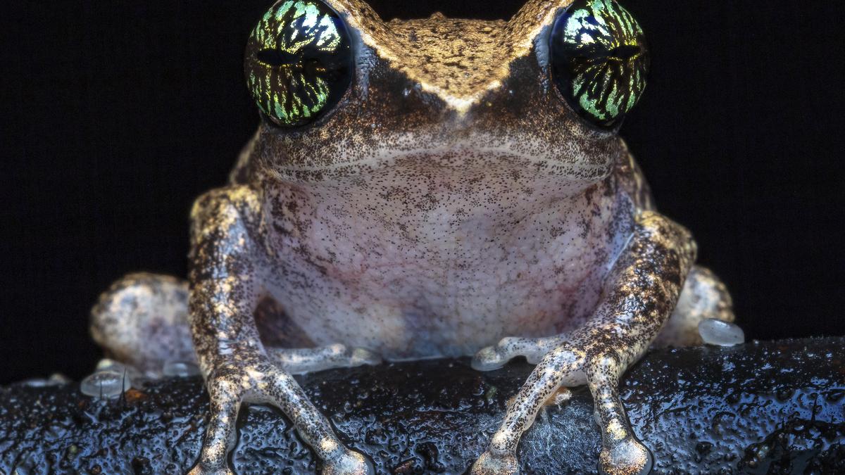 Look out for the frogs this monsoon in Kerala The Hindu